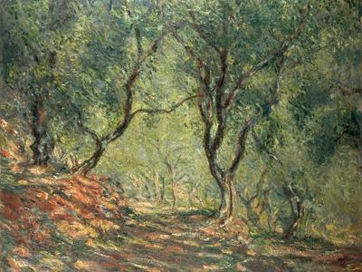 Olive Grove in the Moreno Garden, 1884