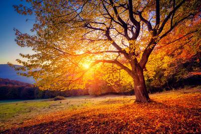 Majestic Alone Beech Tree on a Hill Slope with Sunny Beams at Mountain Valley. Dramatic Colorful Mo