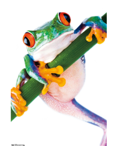 Tree Frog