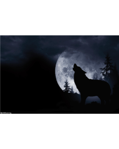 Wolf - Howl