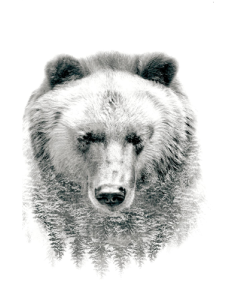 Bear - Trees