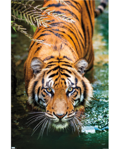 Tiger - Water