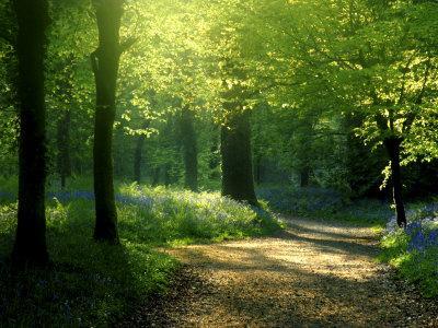 Track Leading Through Lanhydrock Beech Woodland with Bluebells in Spring, Cornwall, UK