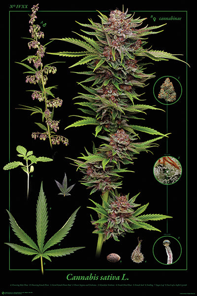 CANNABIS ANATOMY