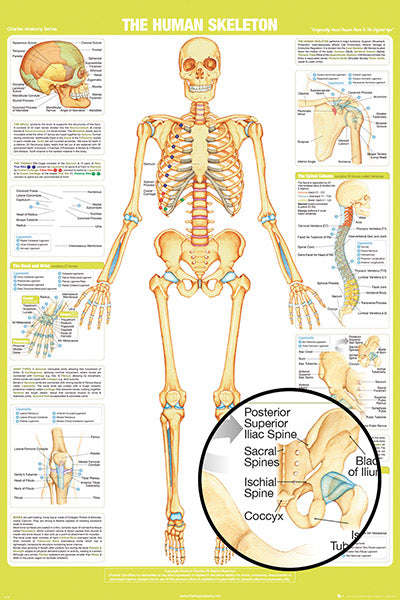 SKELETON DETAILS-CHARTEX